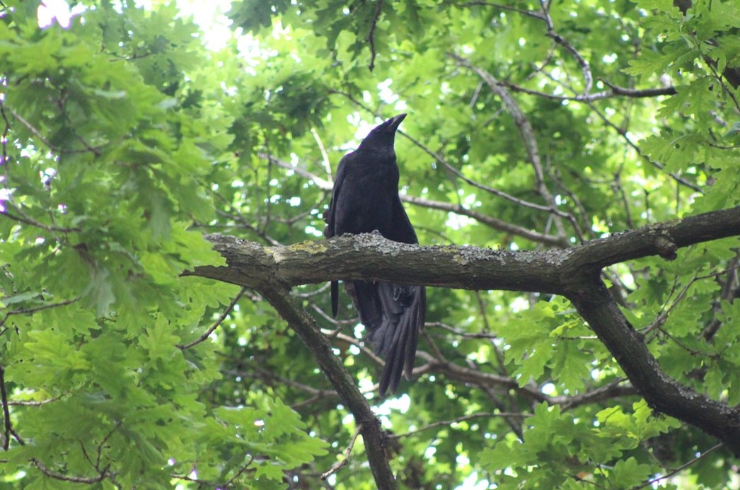 5 Crow edited.jpg