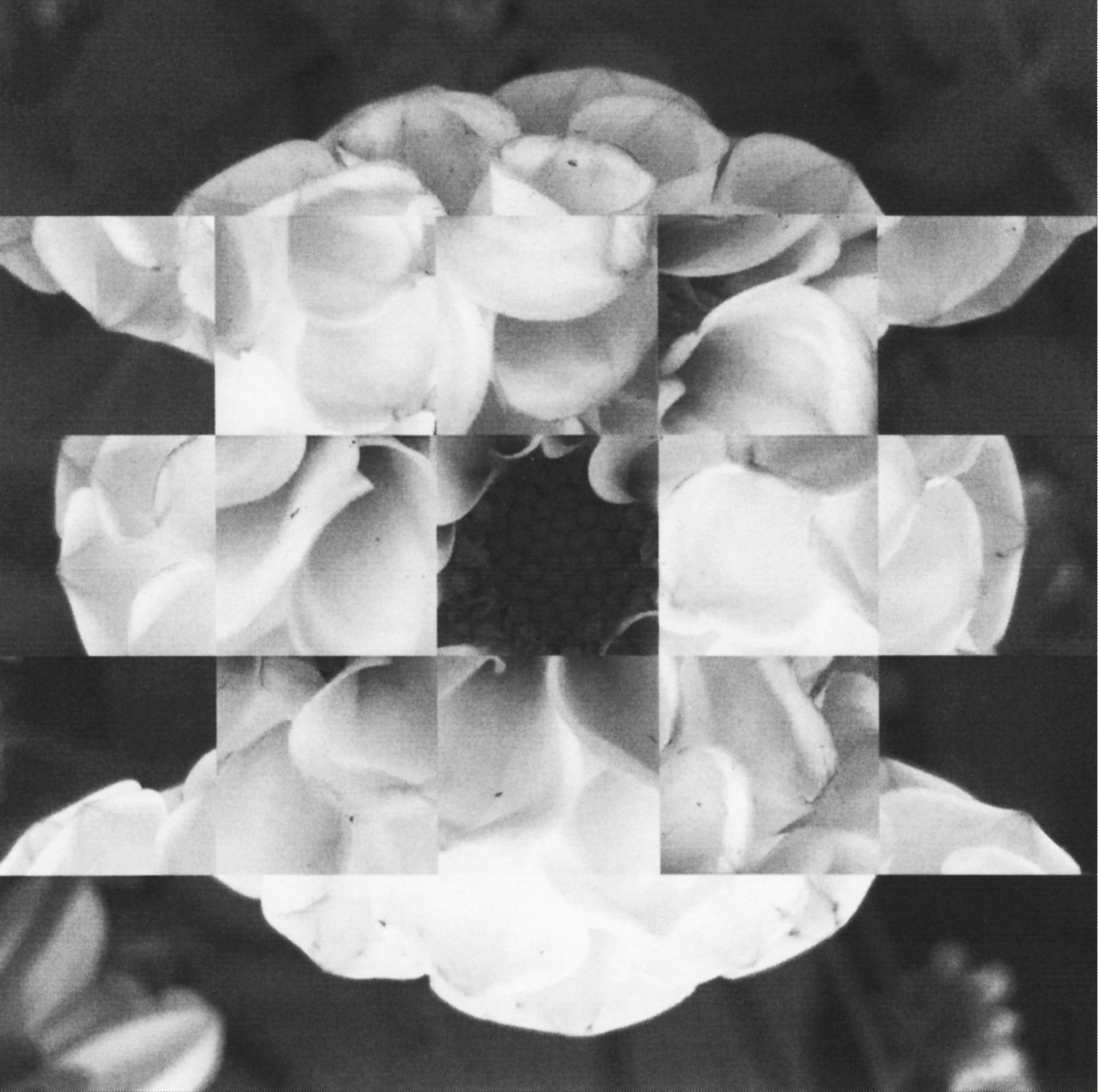 MidnightUmbrella_Collage_Dahlia_Cover.png