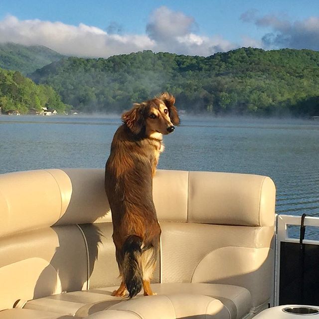 We love Lake Burton and we love our pups. Thanks to @ryderthedachshund for this great pose! ⠀⠀
⠀⠀
Be sure to Pre-Order your Burton Burgee today! Link in Bio.⠀⠀
⠀⠀
#burtonbeautiful #burtonburgees #lakeburton #northgeorgia #dogsoflakeburton #dogsofinst