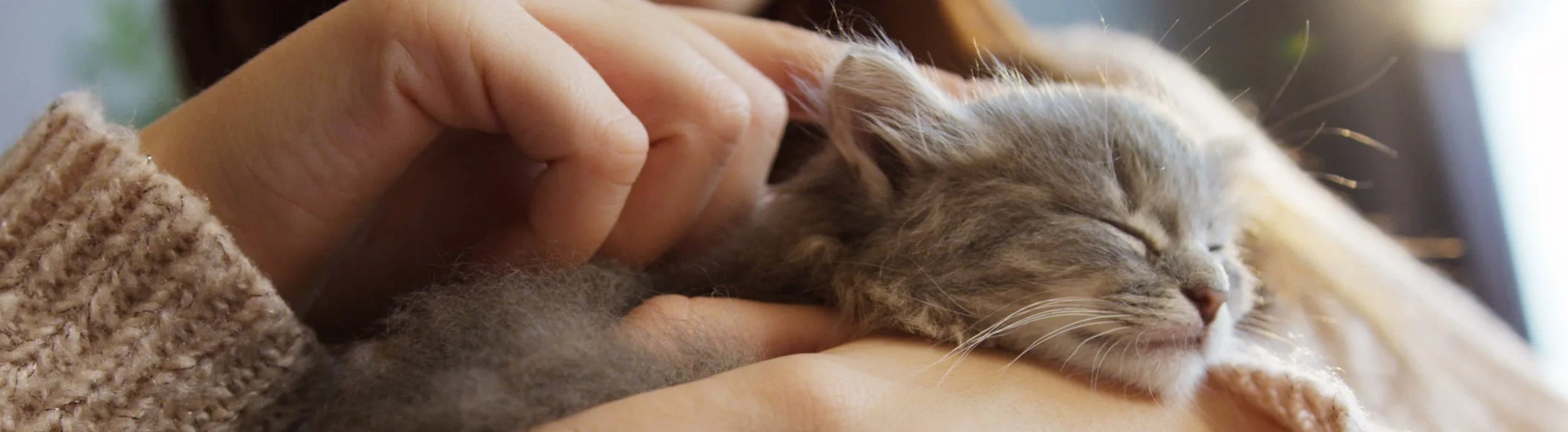 Kitten.jpg