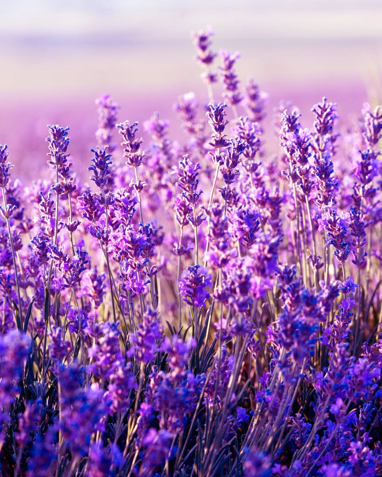 Lavender.jpg