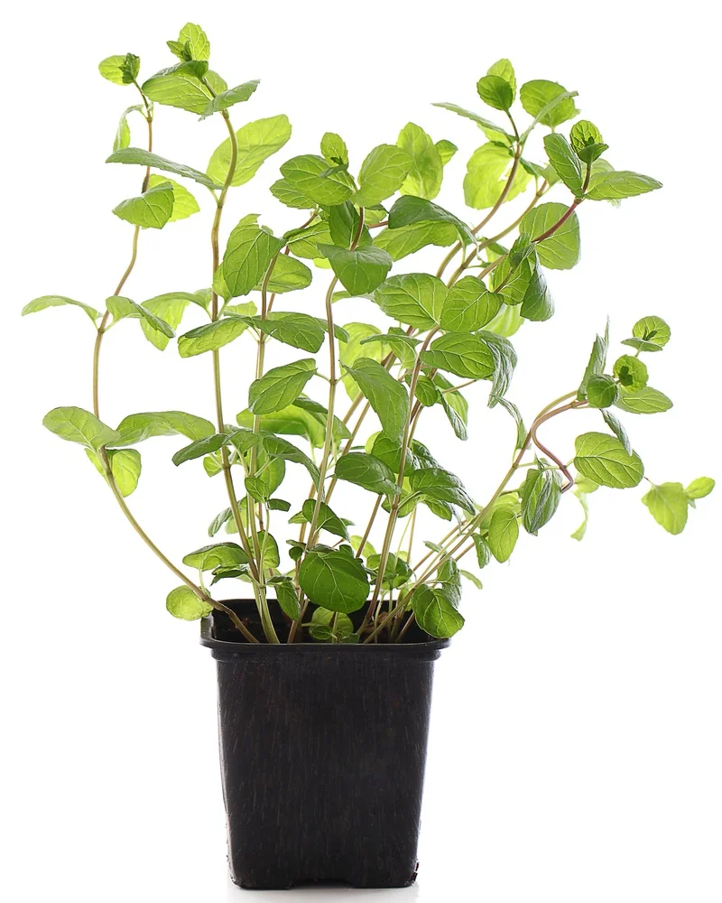 Mint+in+pot.jpg