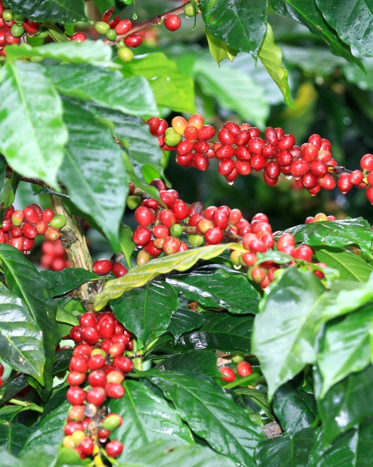 Coffee+beans.jpg