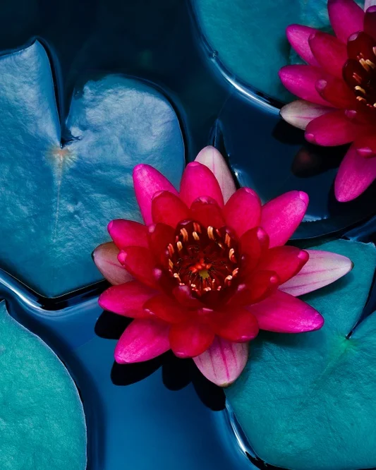 Lotus+Flower.jpg