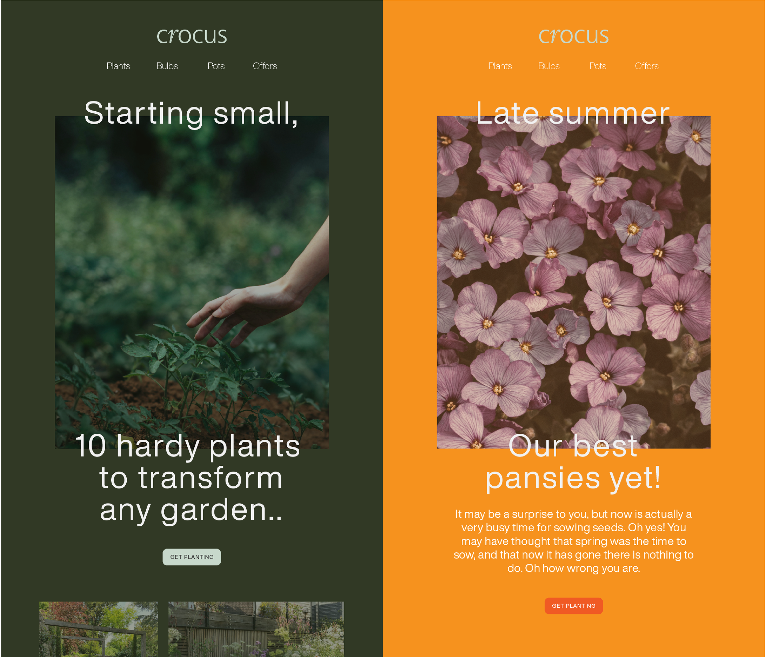 Crocus -  EMAIL DESIGN