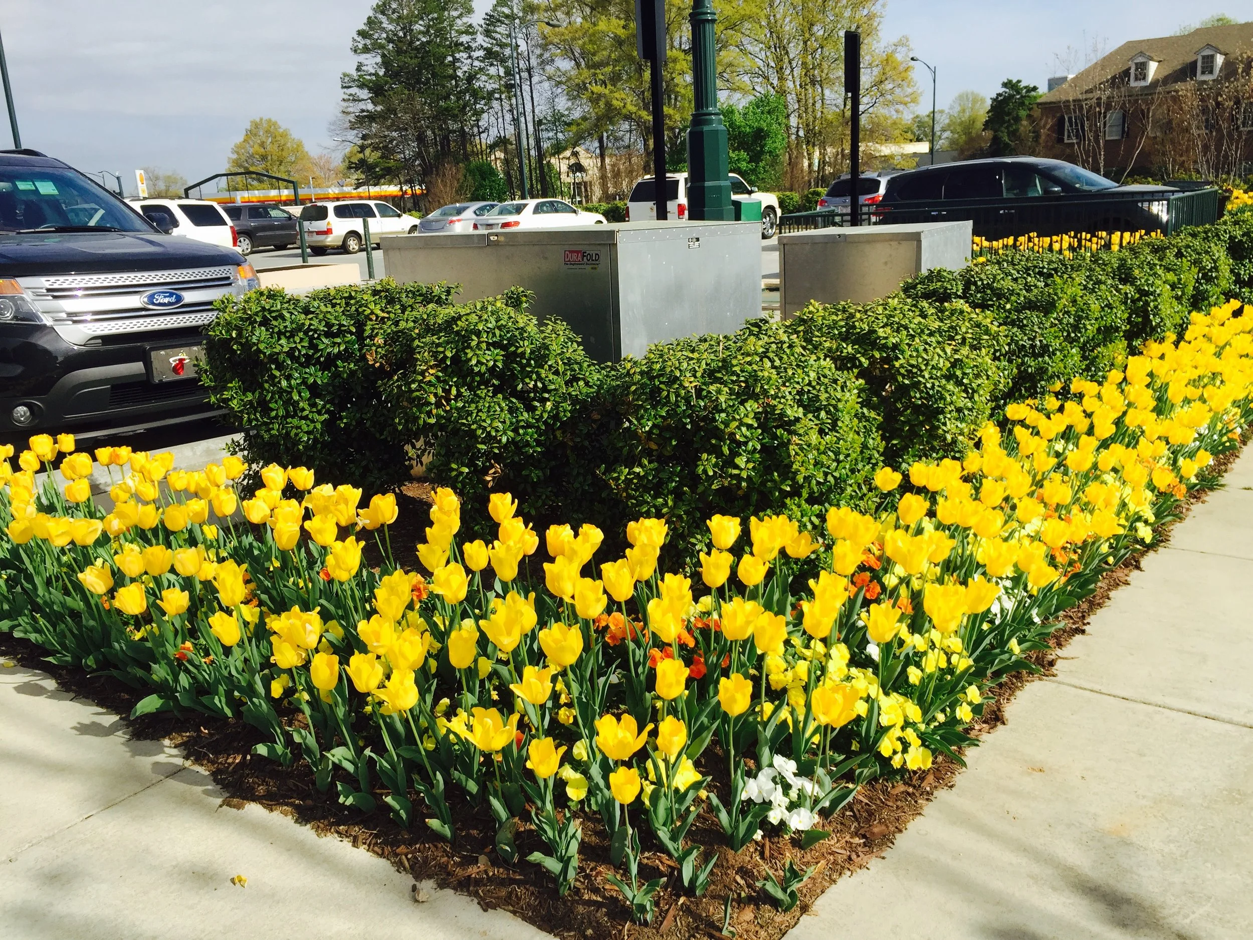 Annual Flower Installation