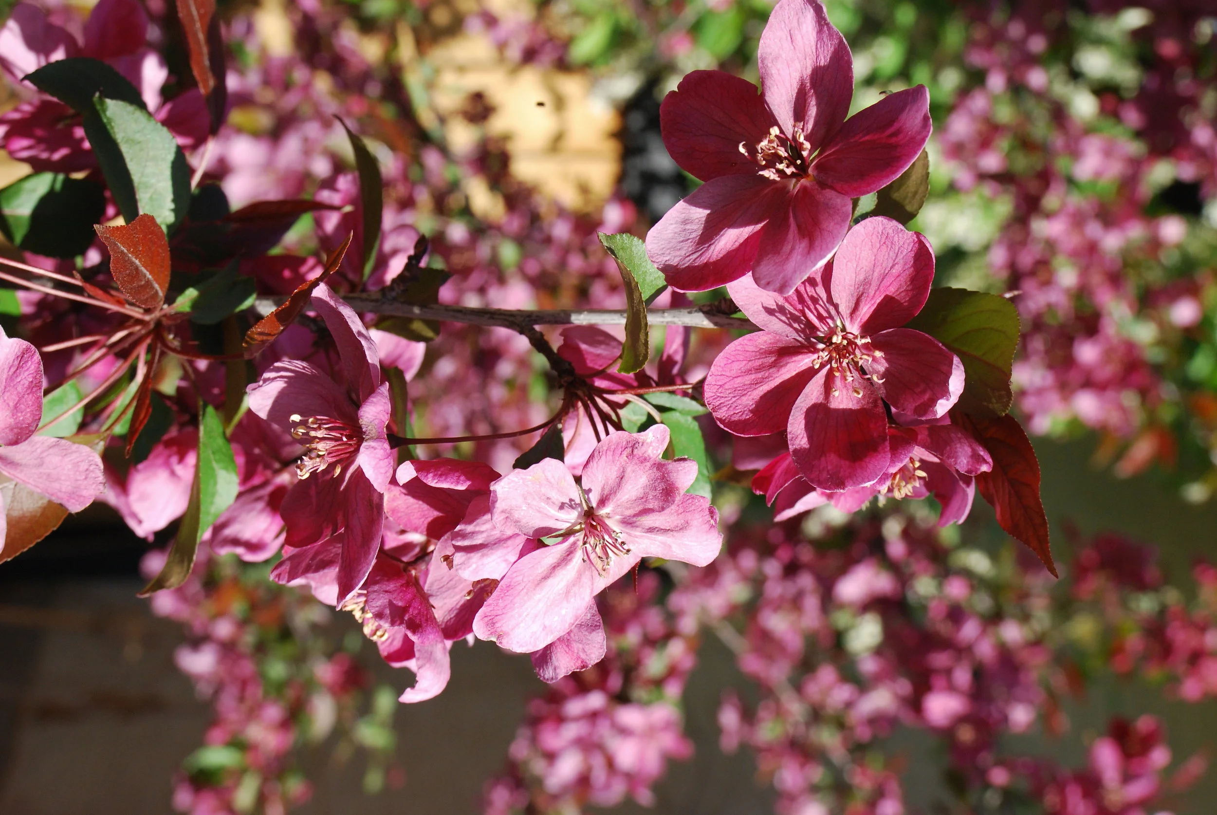 Ramsay Brownstone: Landscaping