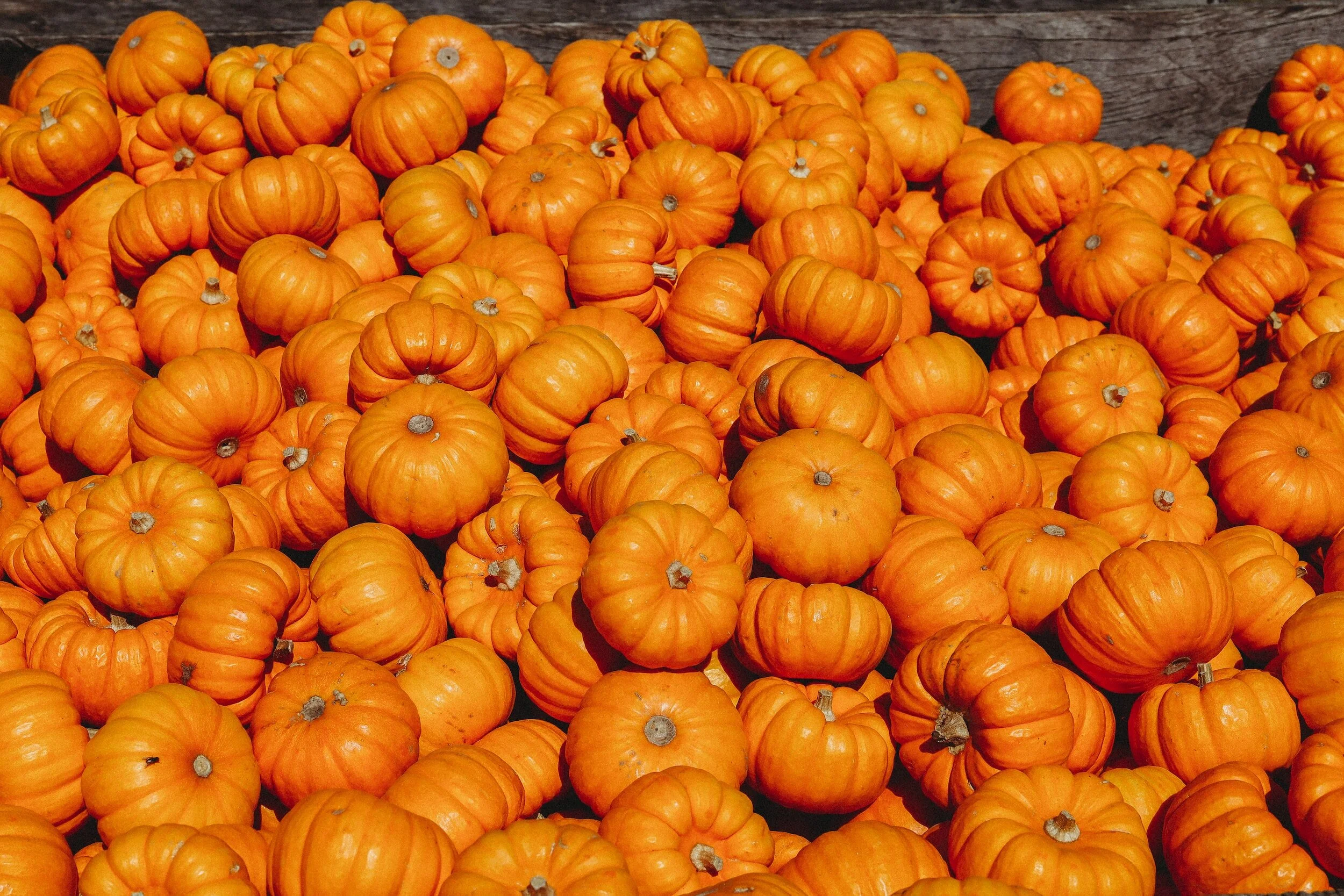 Embracing Pumpkin Spice Mania: A Seasonal Culinary Adventure