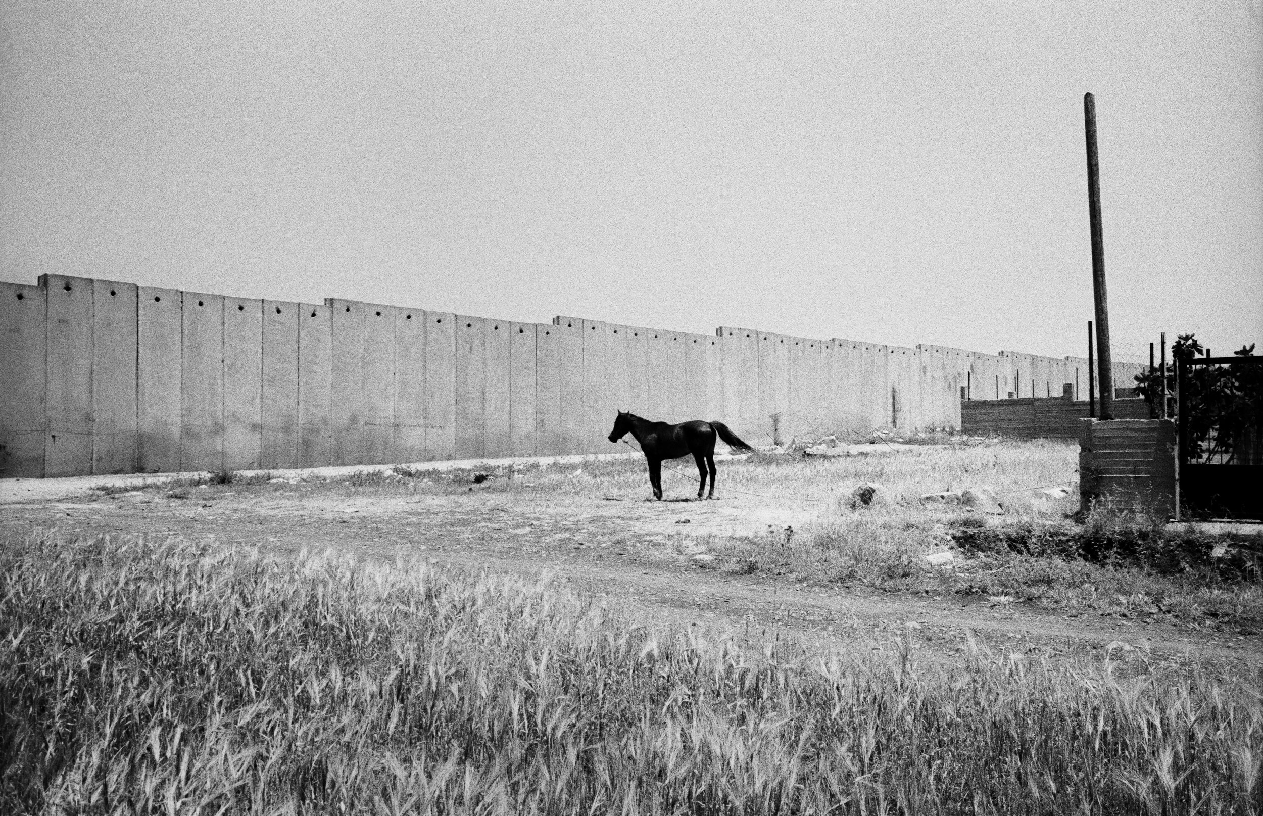 A horse is often a less expensive mode of transportation in the West Bank where wages do not match the cost of living.