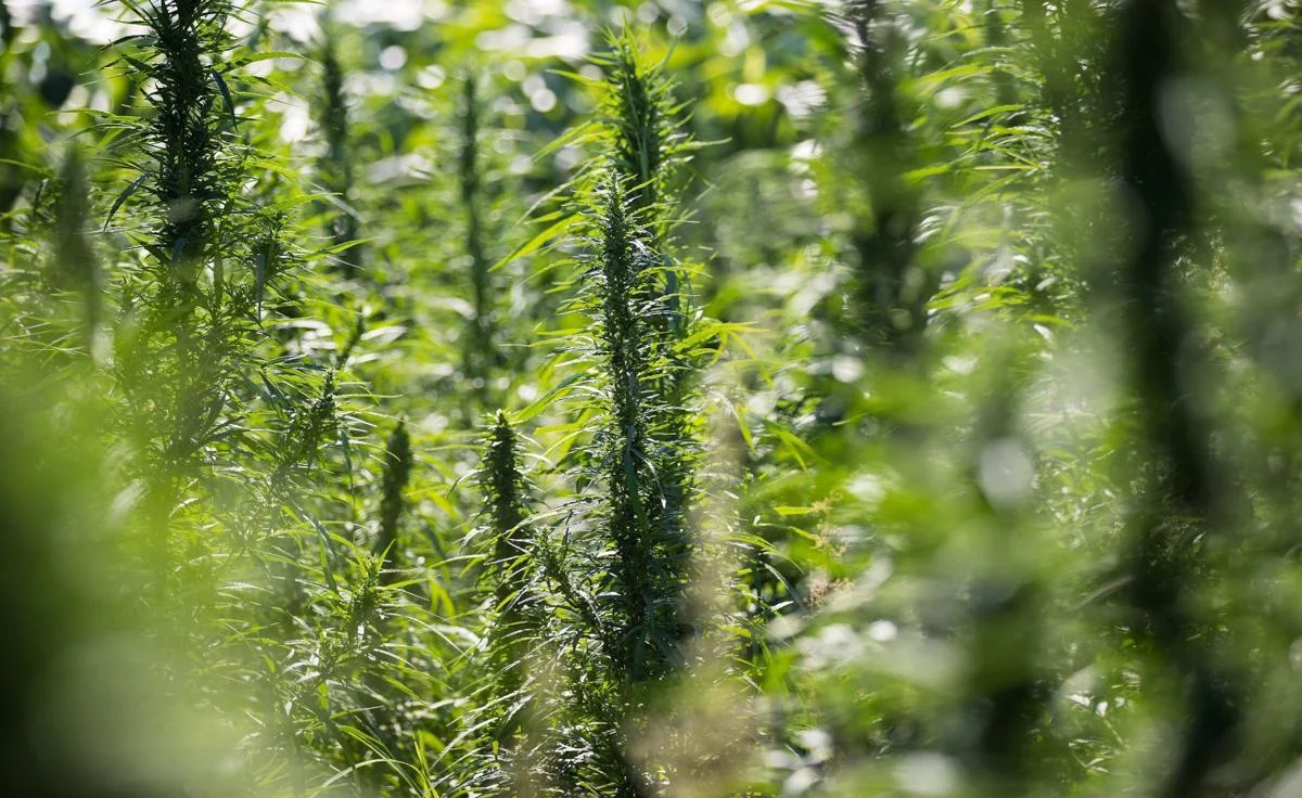 12-18 hemp farmers wary but hopeful.jpg