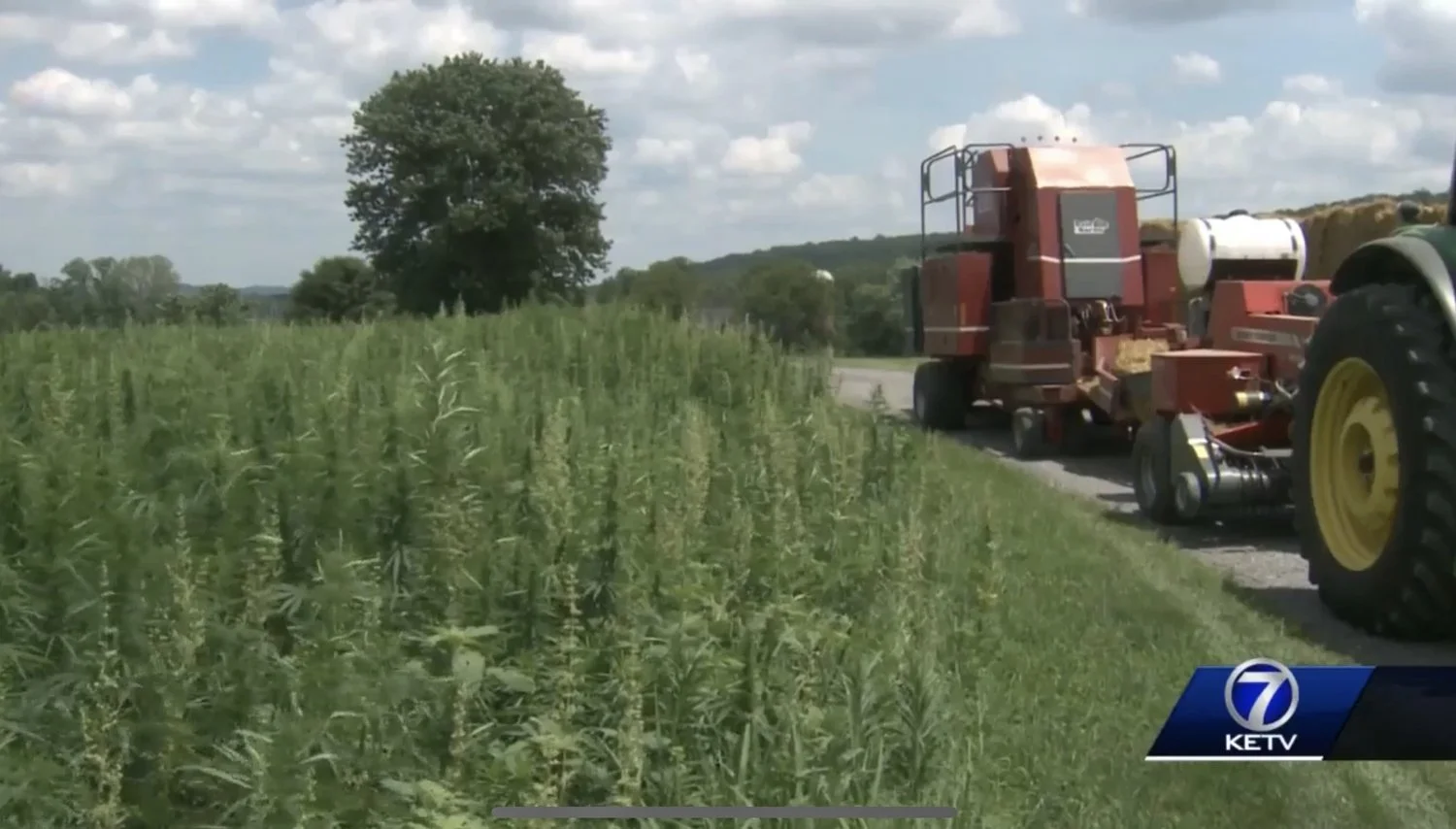 7-28 hemp hopefulls.jpg