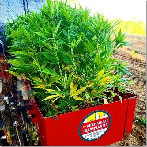 Mechanical Transplanter Hemp.jpg