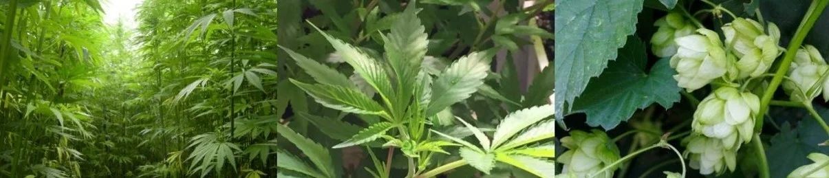 HempCannabisHops2.jpg
