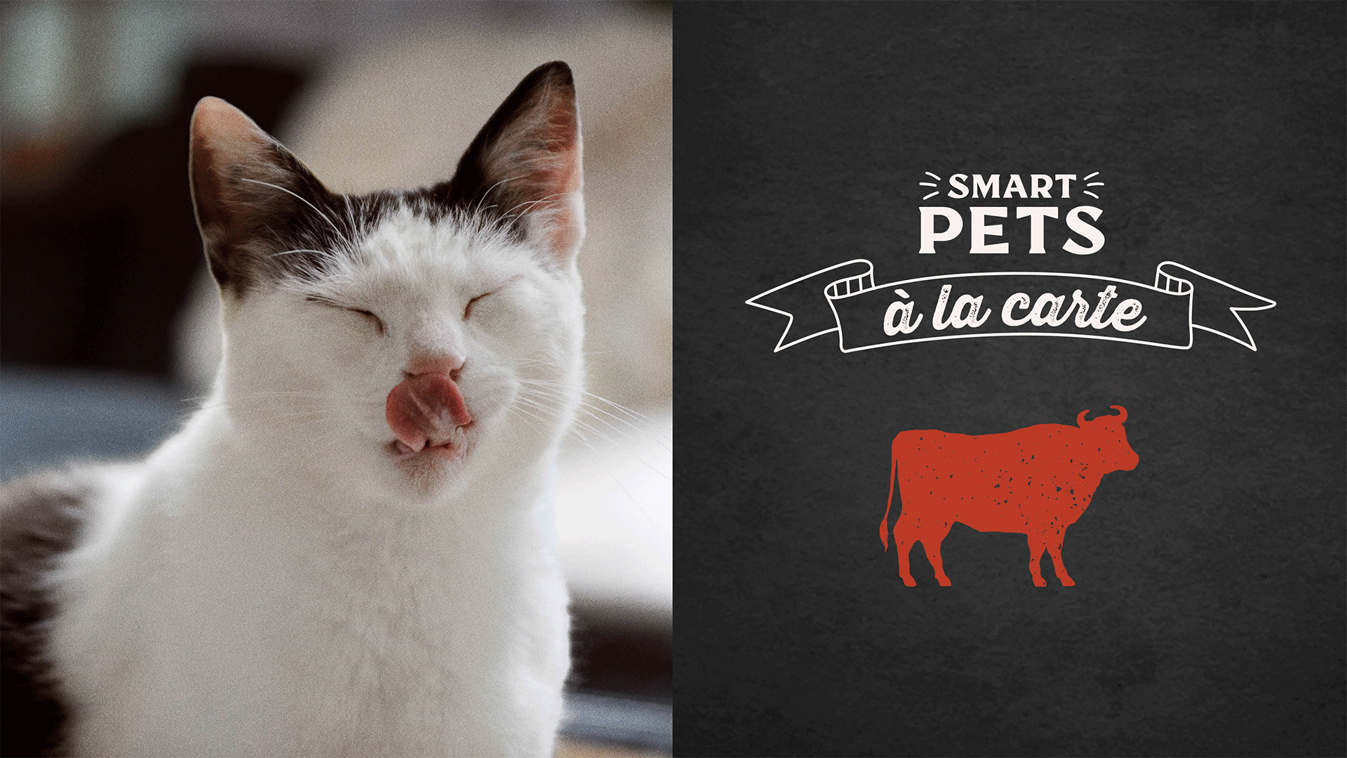 To bring this new brand personality to life, we photographed a diverse mix of cats and dogs (and their humans) in their everyday moments - playful, stubborn, curious, affectionate.