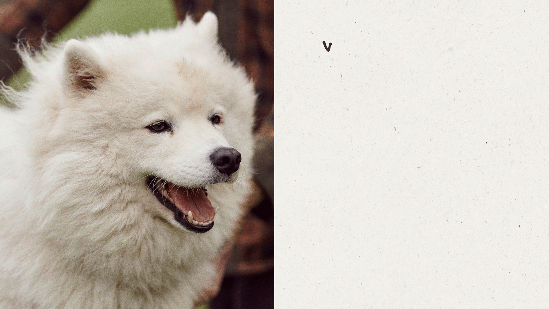 Every detail of the rebrand was designed to feel warmer, friendlier, and easier to connect with. 99% of customers give it four paws up!