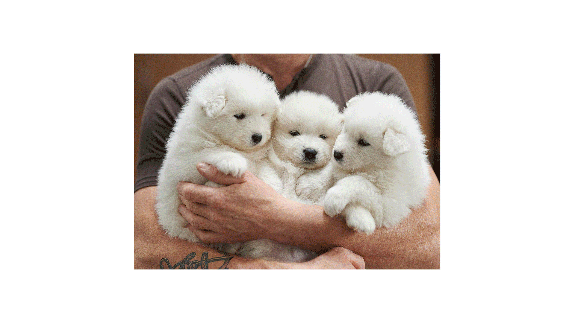 opposite_house_brand_id_smart_pets_6.gif