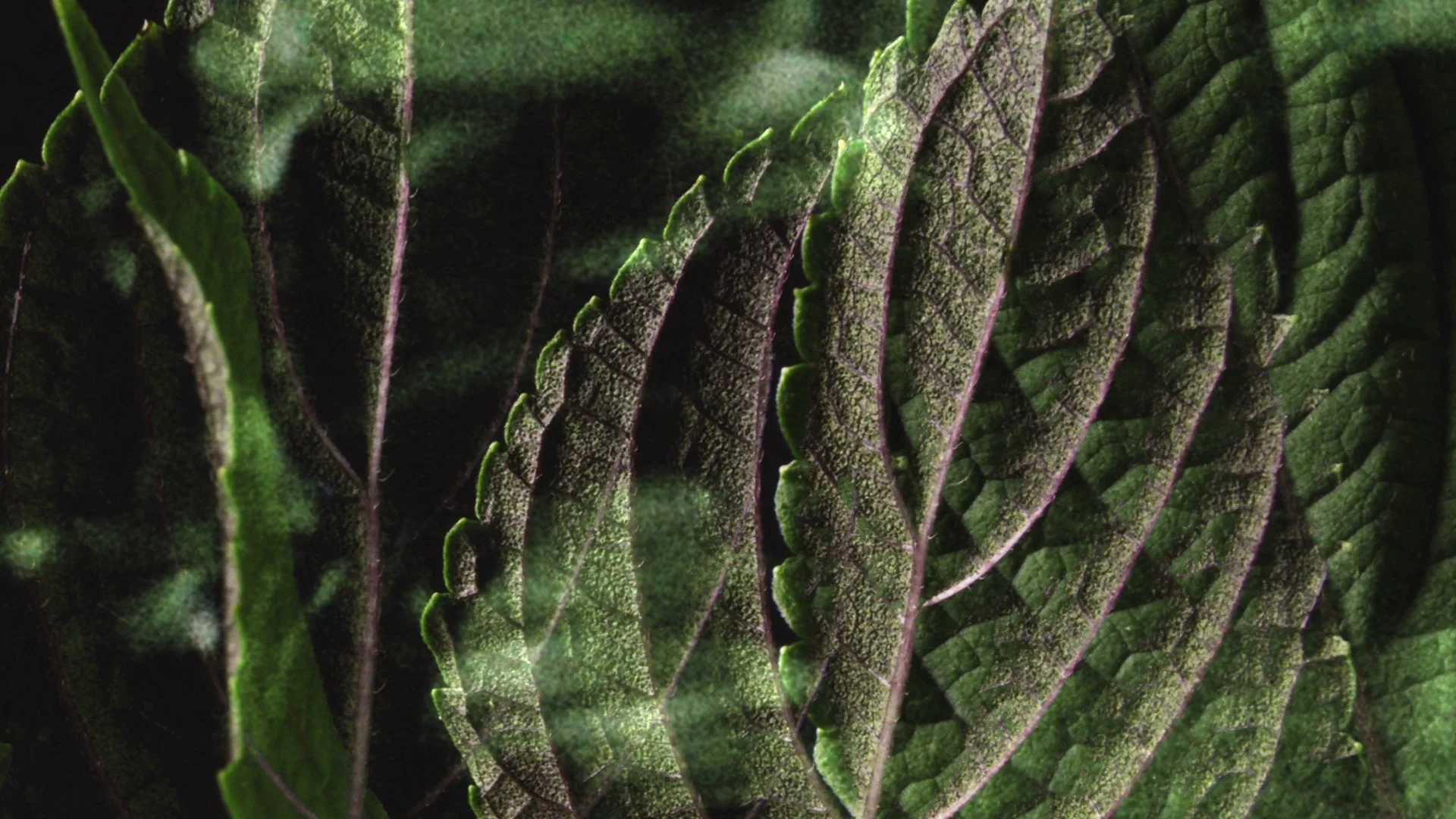 At the heart of the brand is the urban blendery, where everything from R&D to bottling happens. With its own identity, it´s becoming a destination in Copenhagen’s food scene.