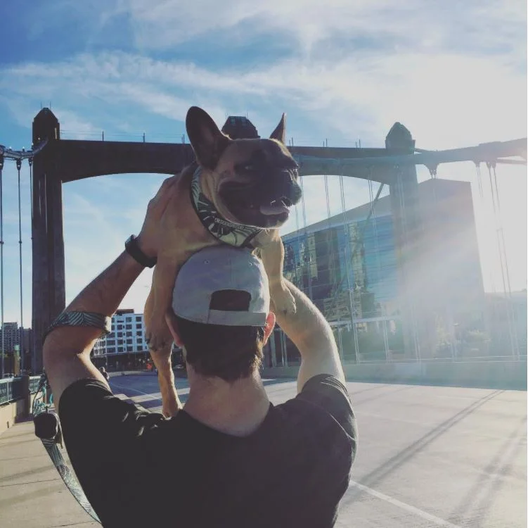 How to Move Your Dog to Ireland