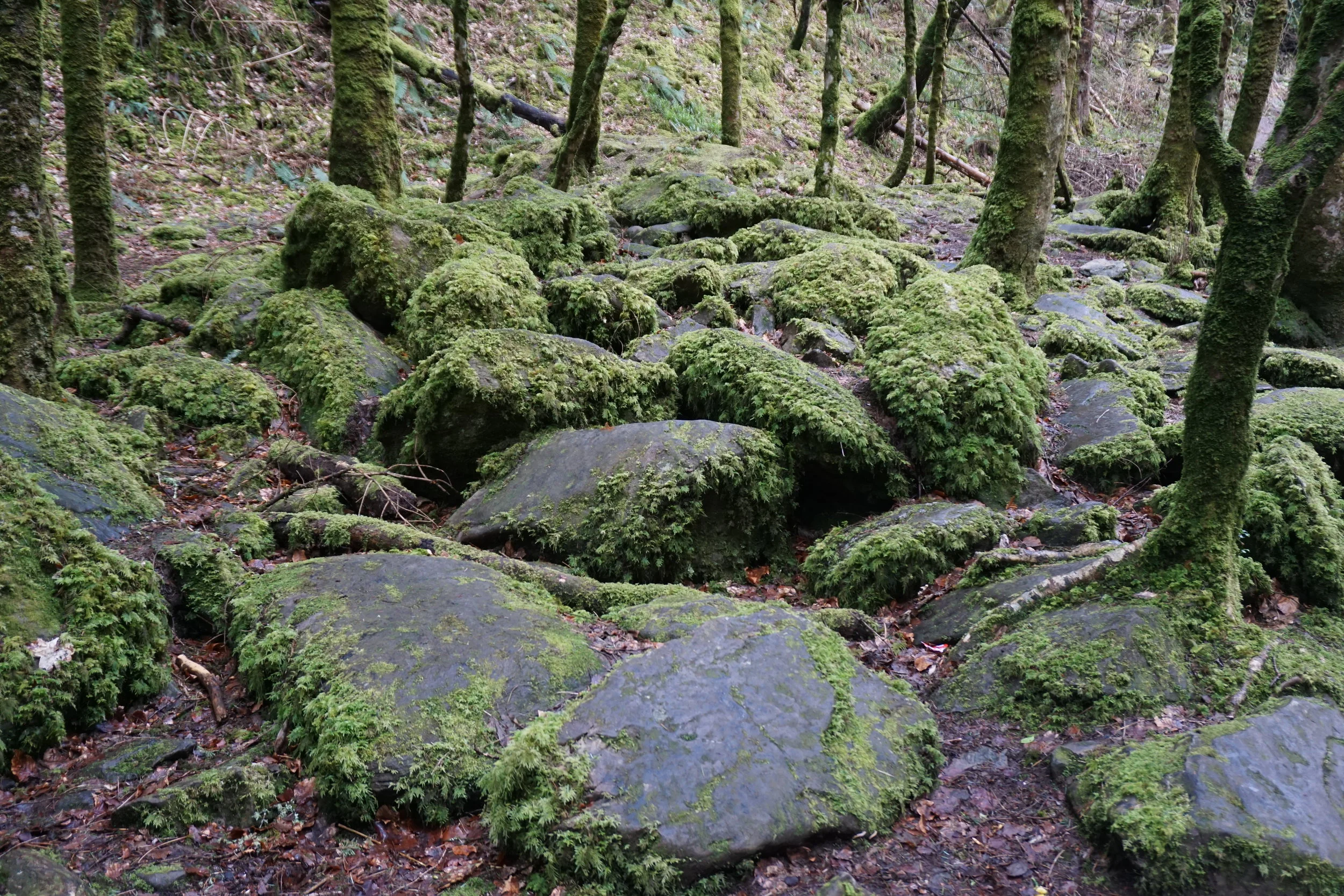 Killarney National Park