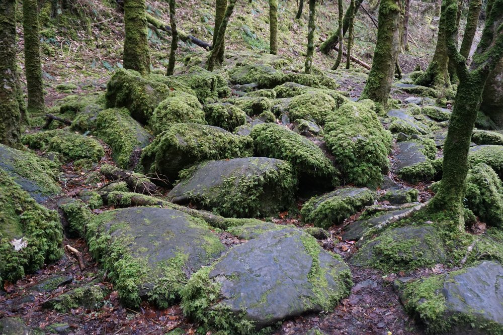 Killarney National Park