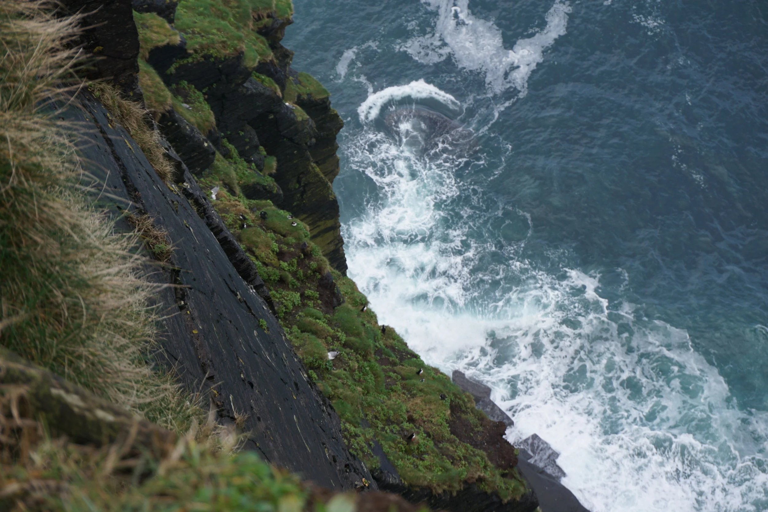 Puffins! Look close!