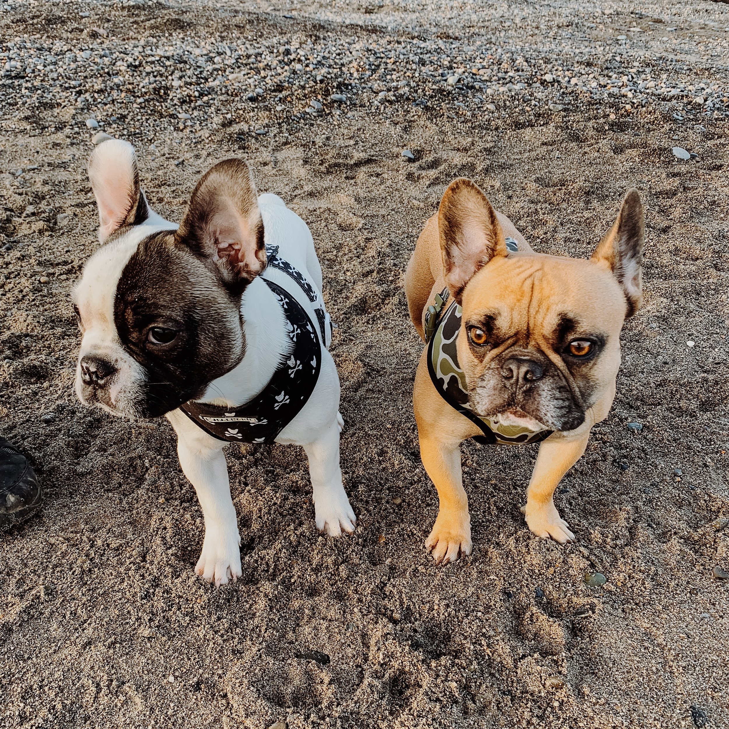 grain free food for french bulldogs