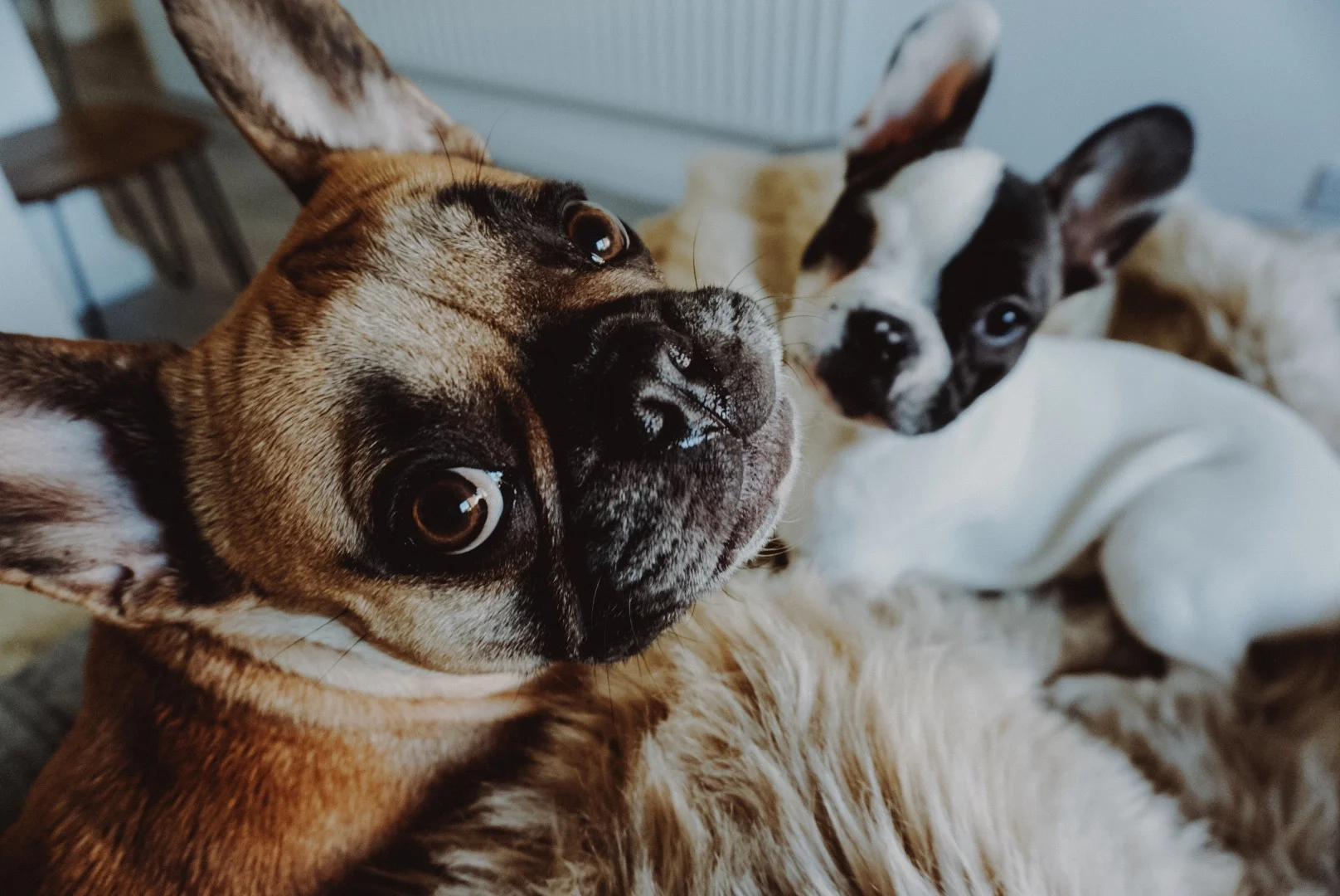 Meet Hugo &amp; Victor