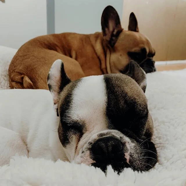 Pouf Life &mdash; where you&rsquo;re in a state of relaxation while the hoomans are running around mad.