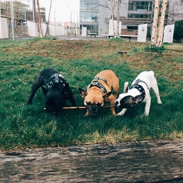Happy3️⃣rd Birthday to our favourite neighbour / park player / Northsider in Dublin! We hope you have the best birthday filled with snuggles, bones, and lots of kisses! We miss you Penny! 🎉❤️🧁