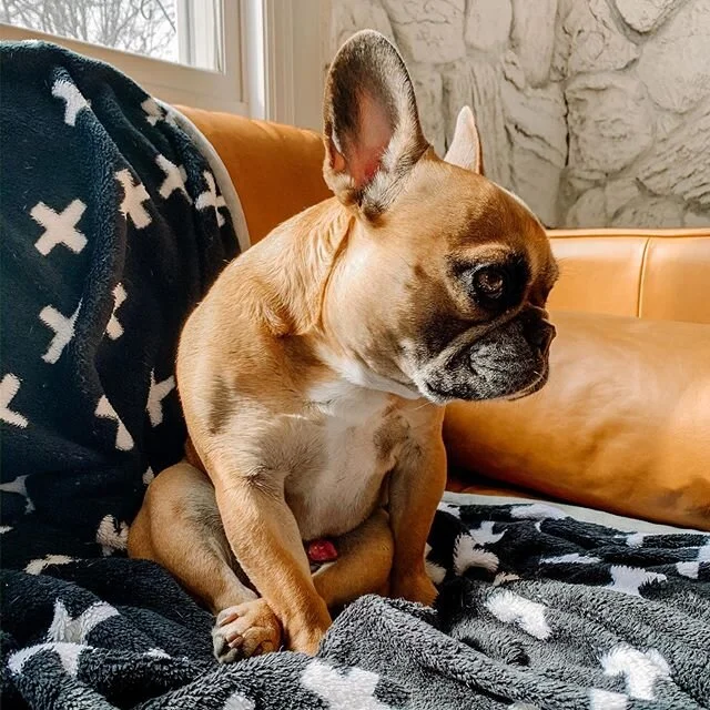 What do you mean we&rsquo;re not having tacos for dinner? It&rsquo;s Tuesday! 😞🌮