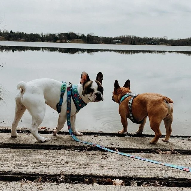 Oooohwie it felt good to go for a long walkies in the sunshine today! Hope you&rsquo;re all staying safe and sane. ☺️
