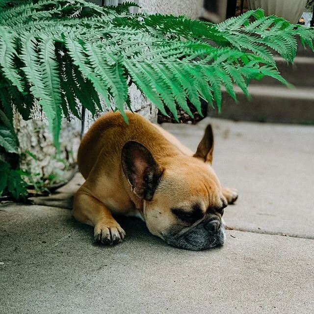 in the jungle, the mighty jungle, the lion sleeps tonight 🦁🎶