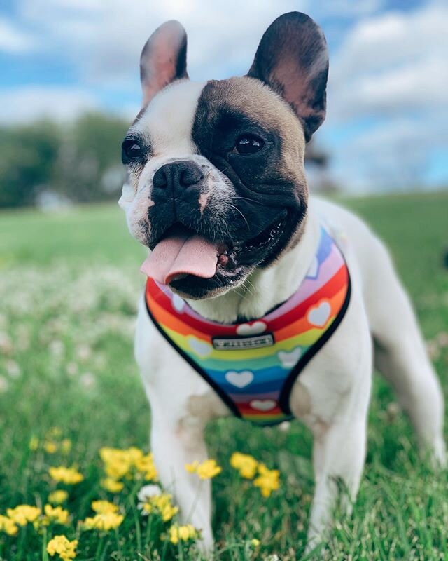 🌈🌈🌈 HAPPY PRIDE! 🏳️&zwj;🌈🏳️&zwj;🌈🏳️&zwj;🌈 We LOVE our new harnesses from @frenchie_bulldog celebrating &amp; supporting the LGTBQ+ community! #loveislove
