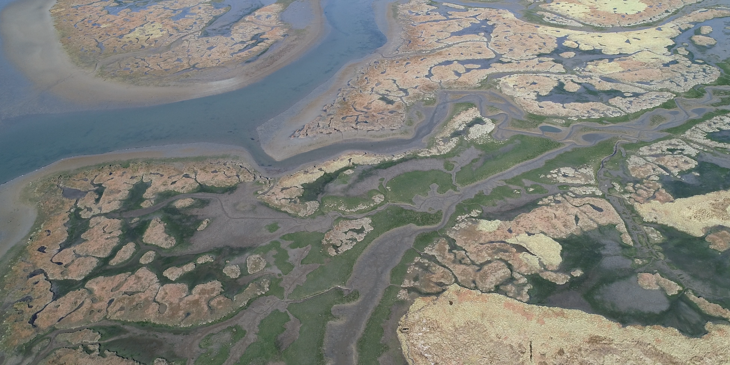 Mud Bay Salt Marsh 1 (1).png