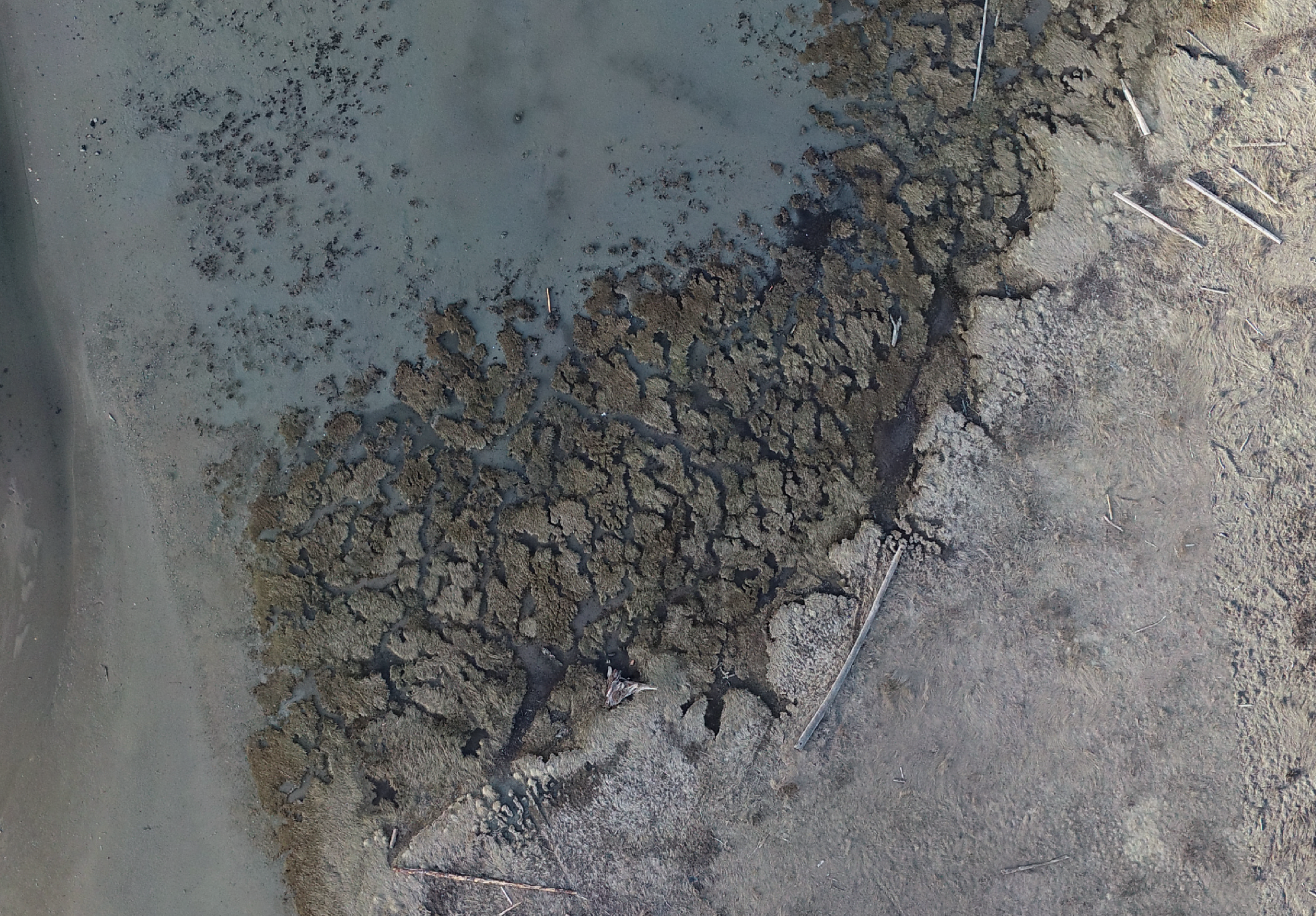 Nanaimo Estuary Ortho snip.PNG