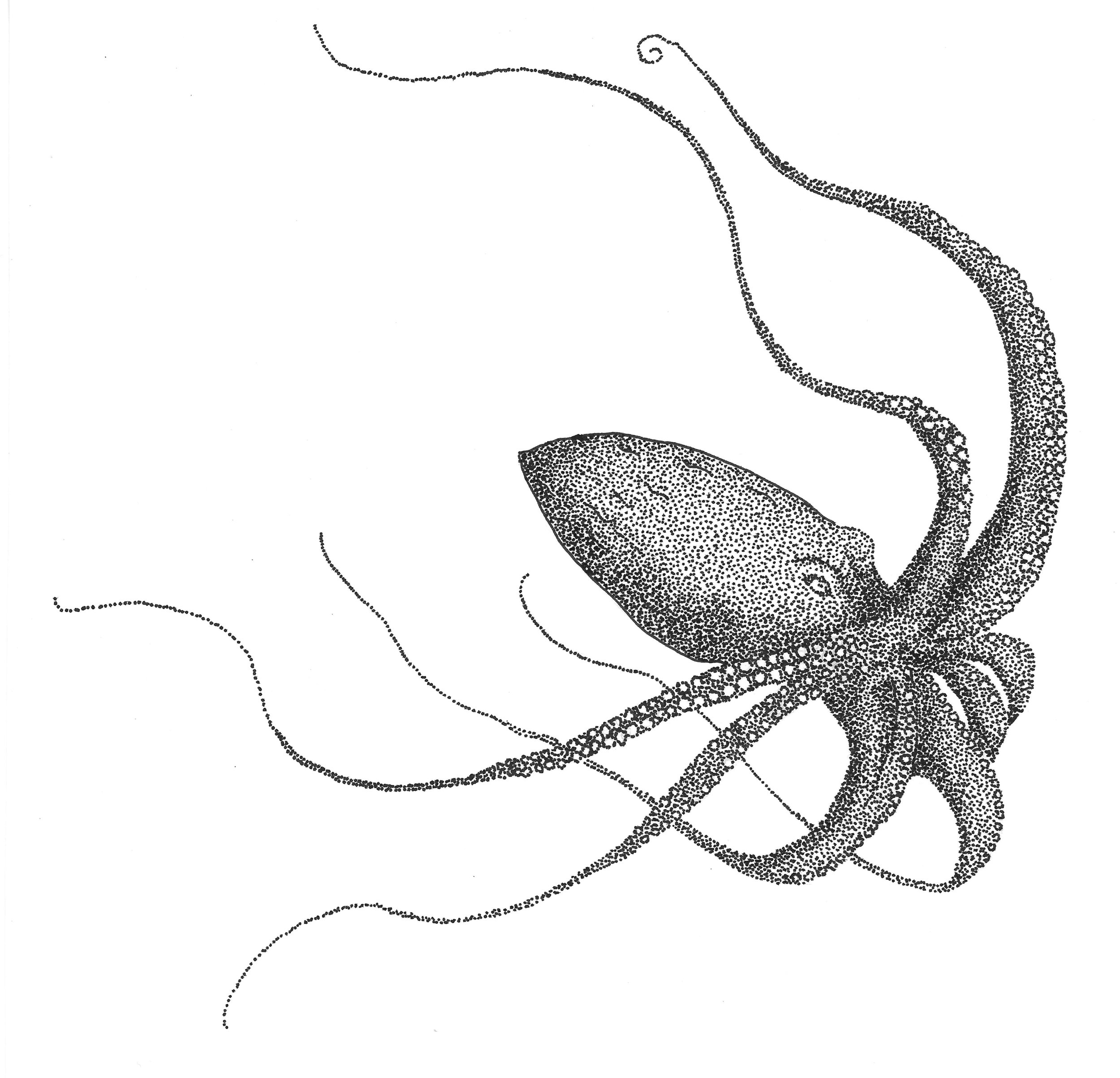 Octopus