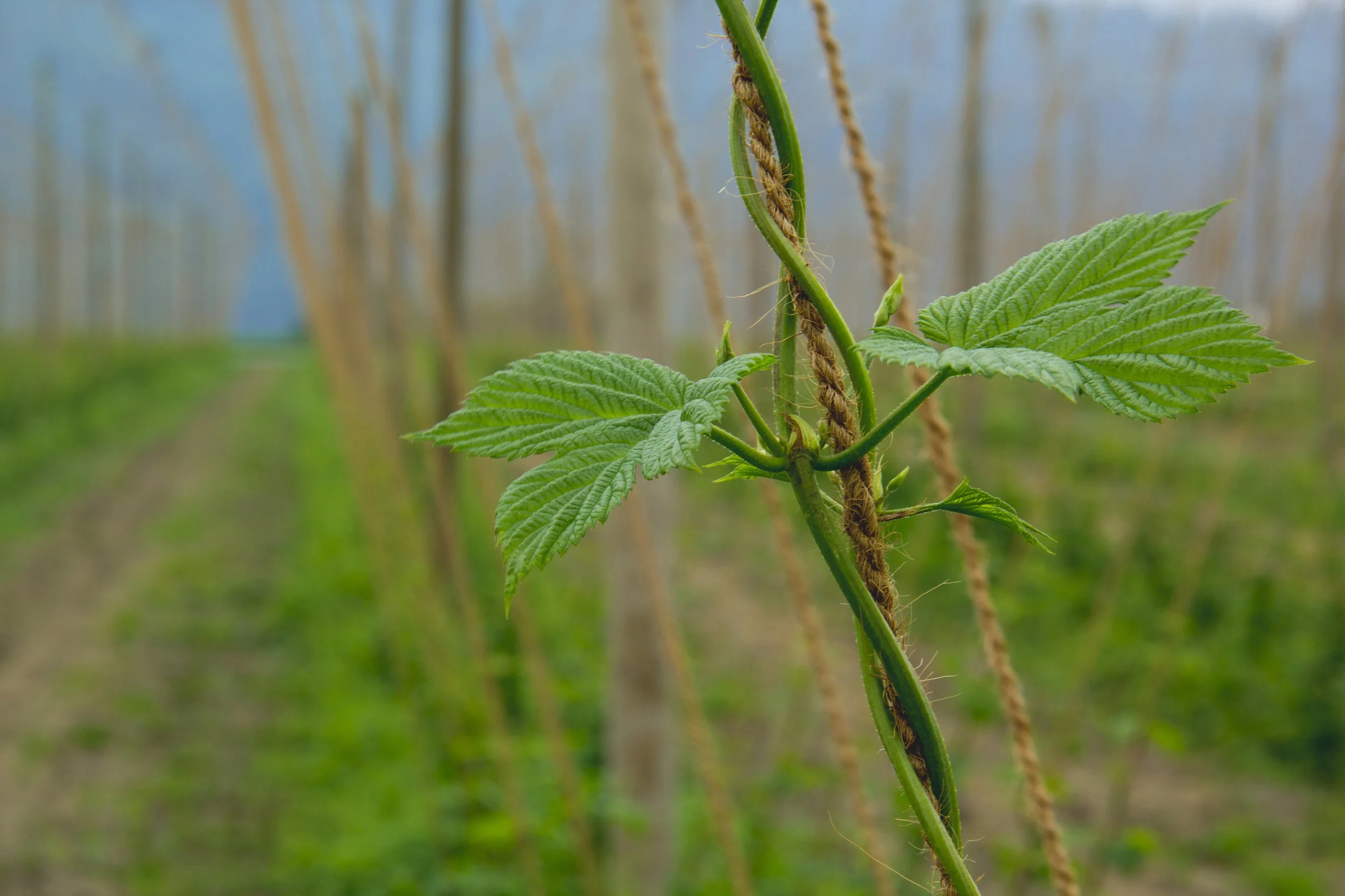 Hop Rice The Story of Hops, A History of Hops — Project Hop