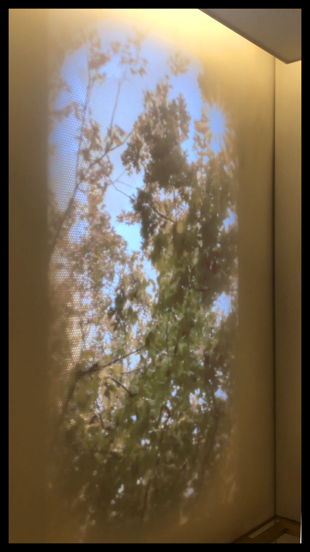 Joe Burke_Sun Through Tree.png