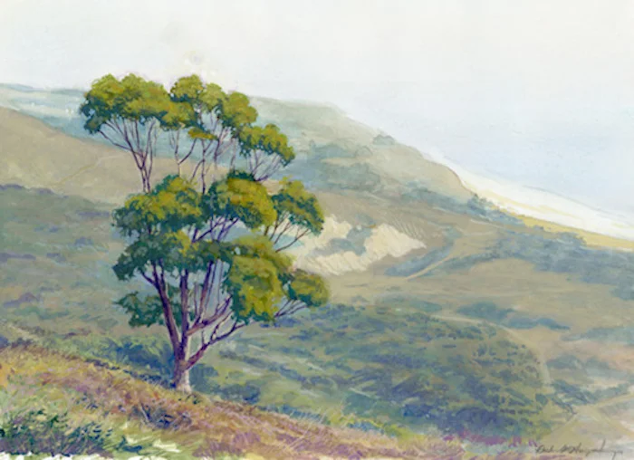 Lone Eucalyptus
