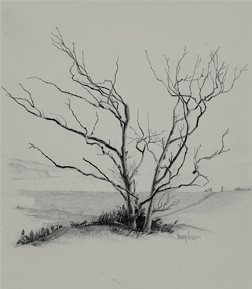 The Dead Tree - Palos Verdes