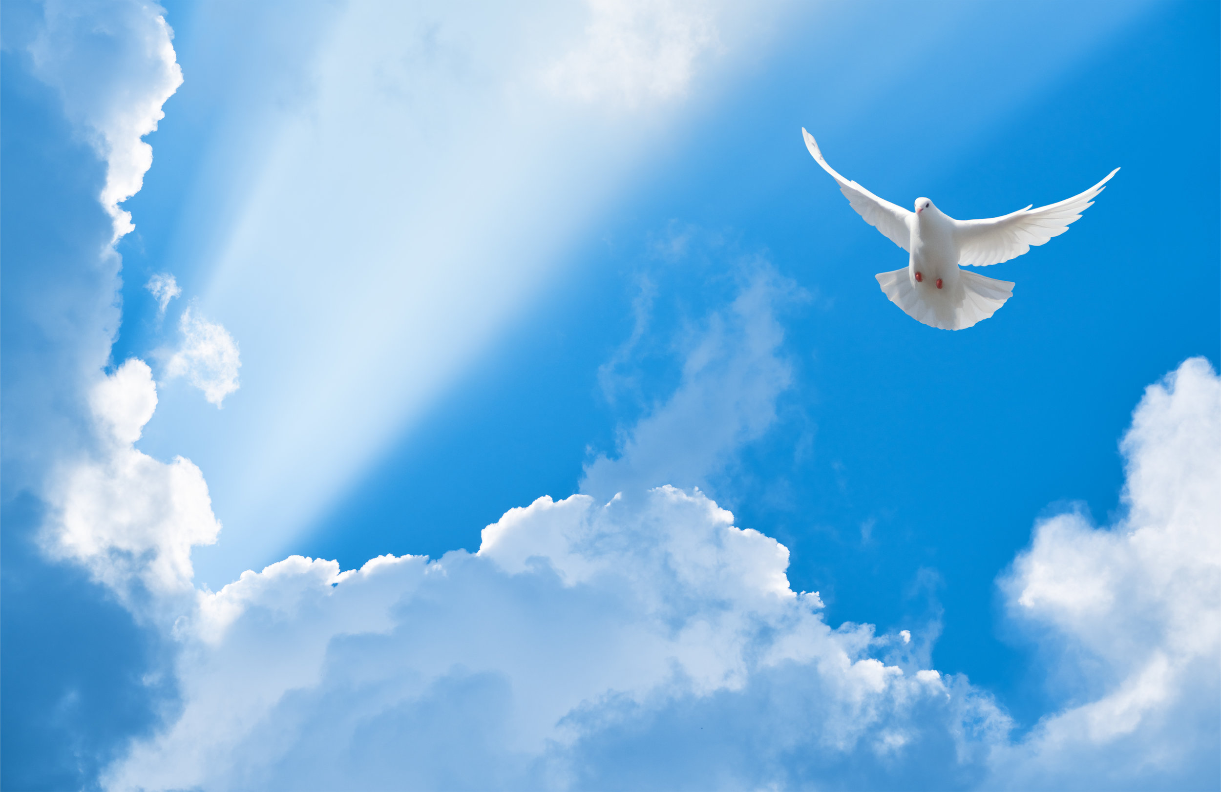 Nooooo, the Holy Spirit is not a dove. However, in Luke 3:22, the Word says, “And the Holy Spirit descended in bodily form like a dove upon Him…” and, Matthew 3:16 says, “When He had been baptized, Jesus came up immediately from the water; and behold, the heavens were opened to Him, and He saw the Spirit of God descending like a dove and alighting upon Him. This where the representation of the “dove” originates. We believe in the Holy Spirit who proceeds from the Father and the Son, and is of the same essential nature, majesty, and glory, as the Father and the Son, truly and eternally God. I Cor. 2:10-12