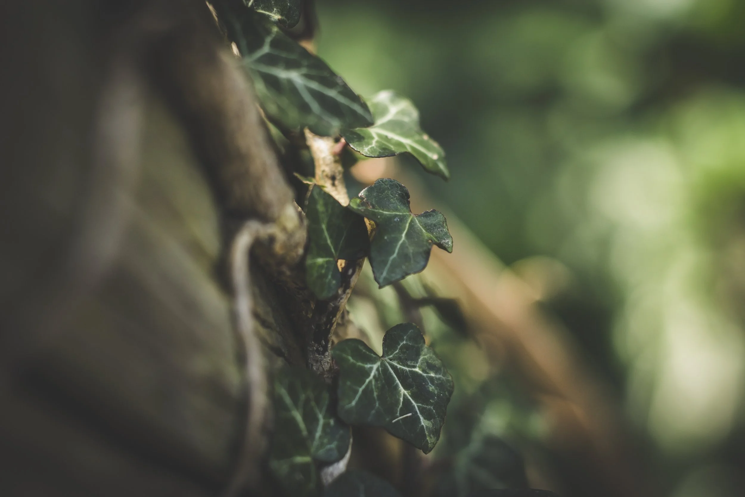 echo-grid-222681-unsplash.jpg