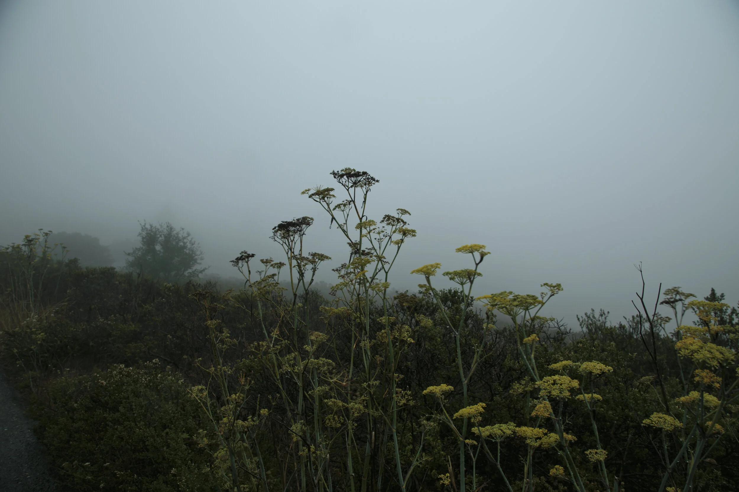 _MG_9631.jpg