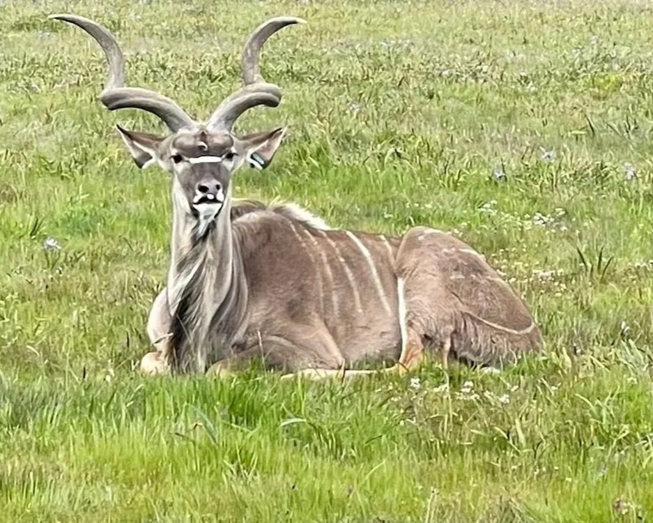 Greater Kudu