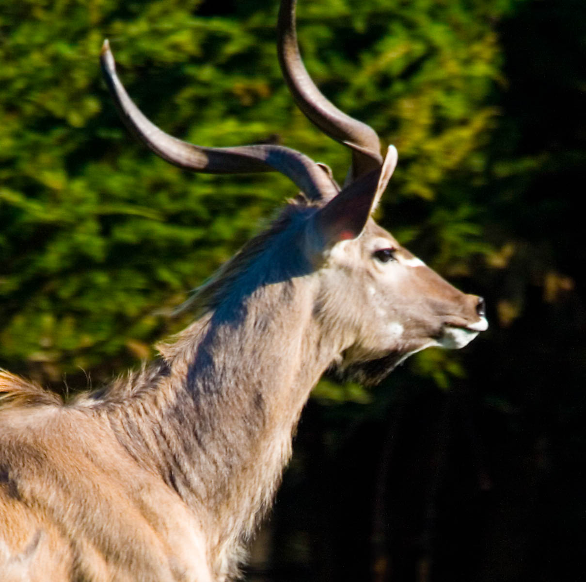 Greater Kudu Antelope — B. Bryan Preserve