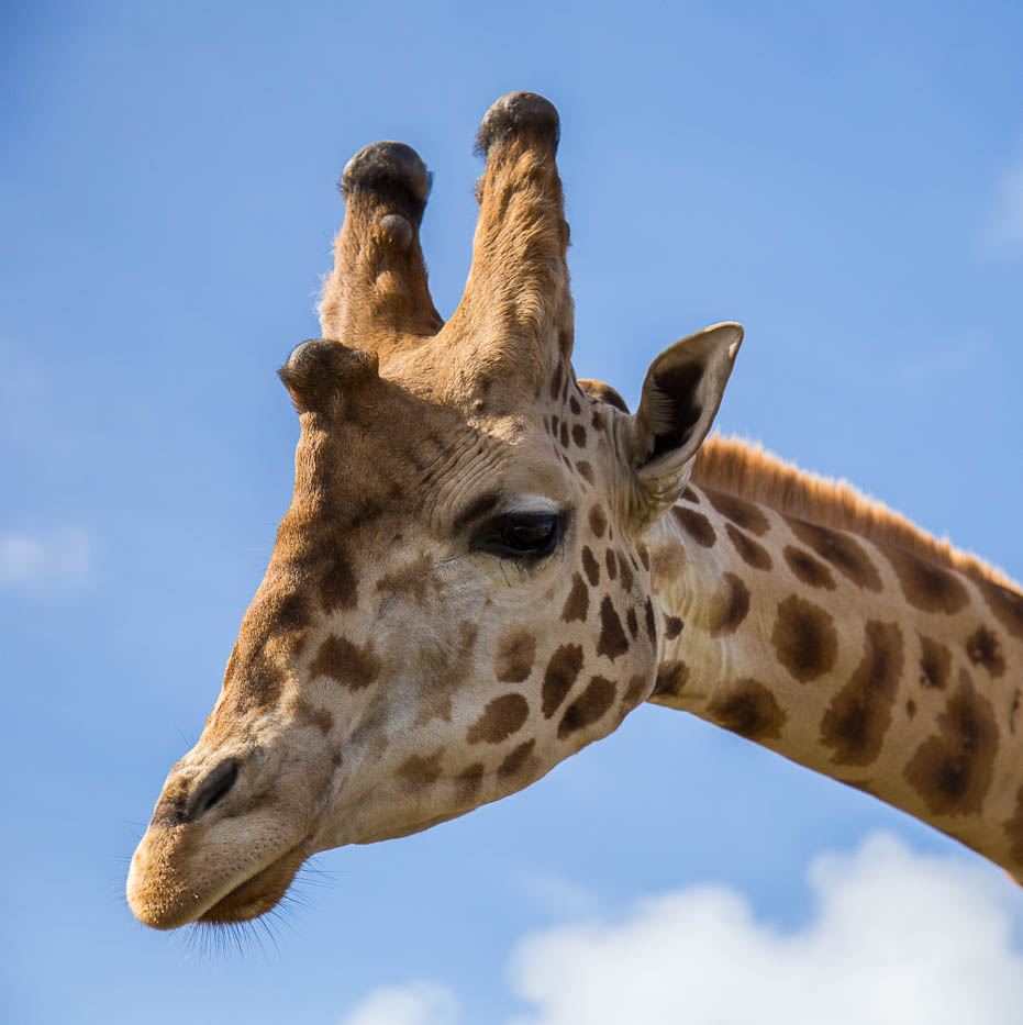 Rothschild Giraffe — B. Bryan Preserve