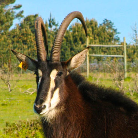 Sable Antelope — B. Bryan Preserve