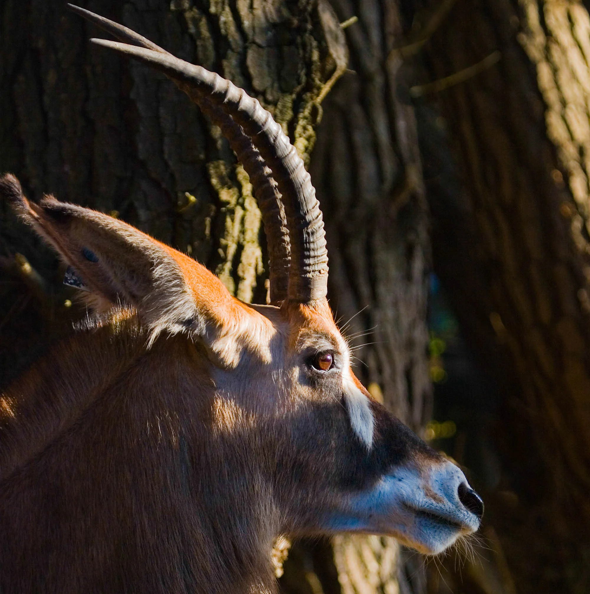 Roan Antelope