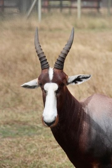 Bontebok