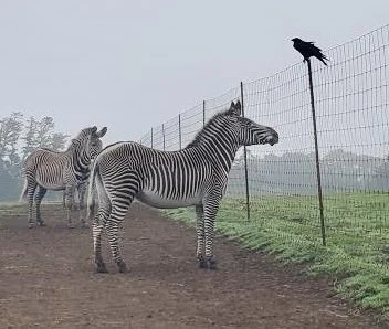 06F3840B-CA44-4302-81B6-7E2F25EE3402.jpeg